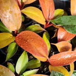 Philodendron Prince of Orange close up of lots of orange and lemon/lime leaves on red stems 3