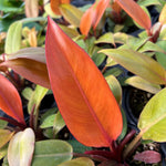 Philodendron Prince of Orange close up of lots of orange and lemon/lime leaves on red stems 4