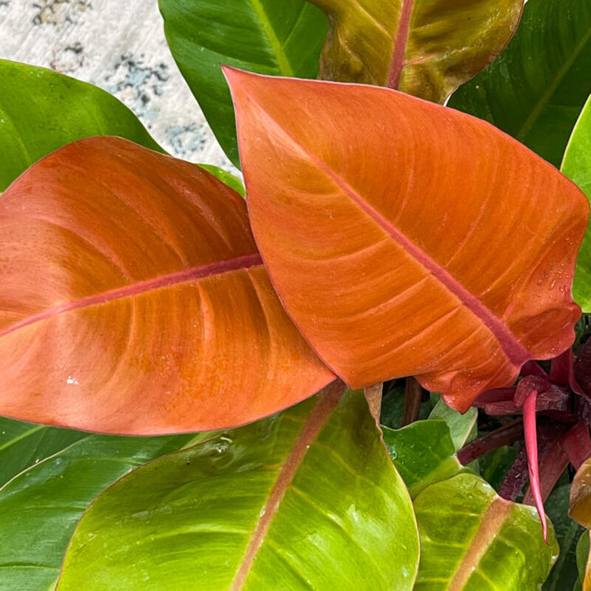 Philodendron Prince of Orange close up of lots of orange and lemon/lime leaves on red stems 5