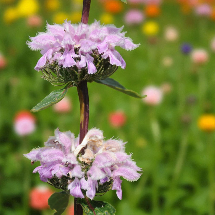 Phlomis Tuberosa Bare Root  1