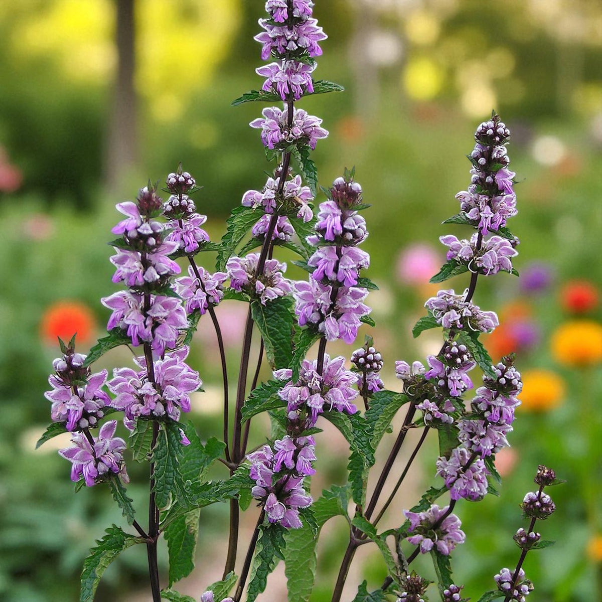 Phlomis Tuberosa Bare Root  2