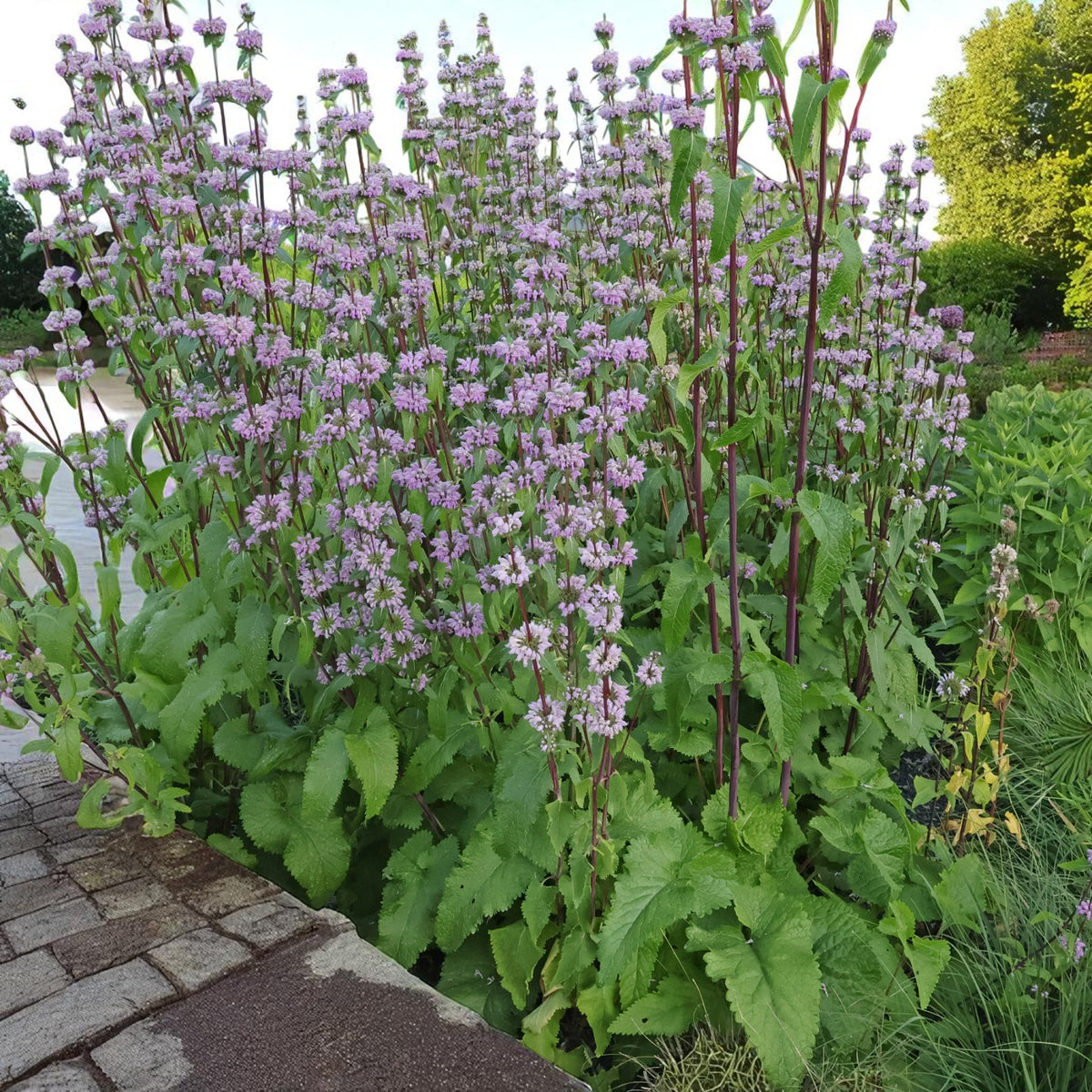 Phlomis Tuberosa Bare Root  4