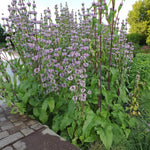 Phlomis Tuberosa Bare Root  4