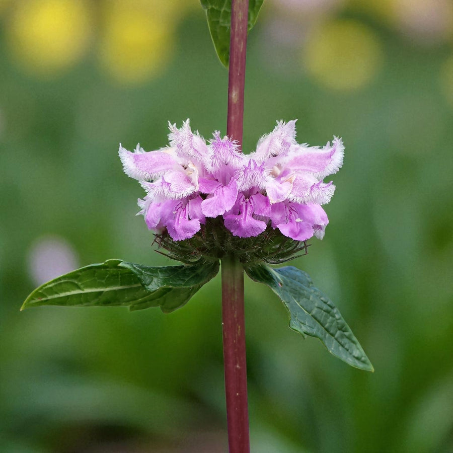 Phlomis Tuberosa Bare Root  3