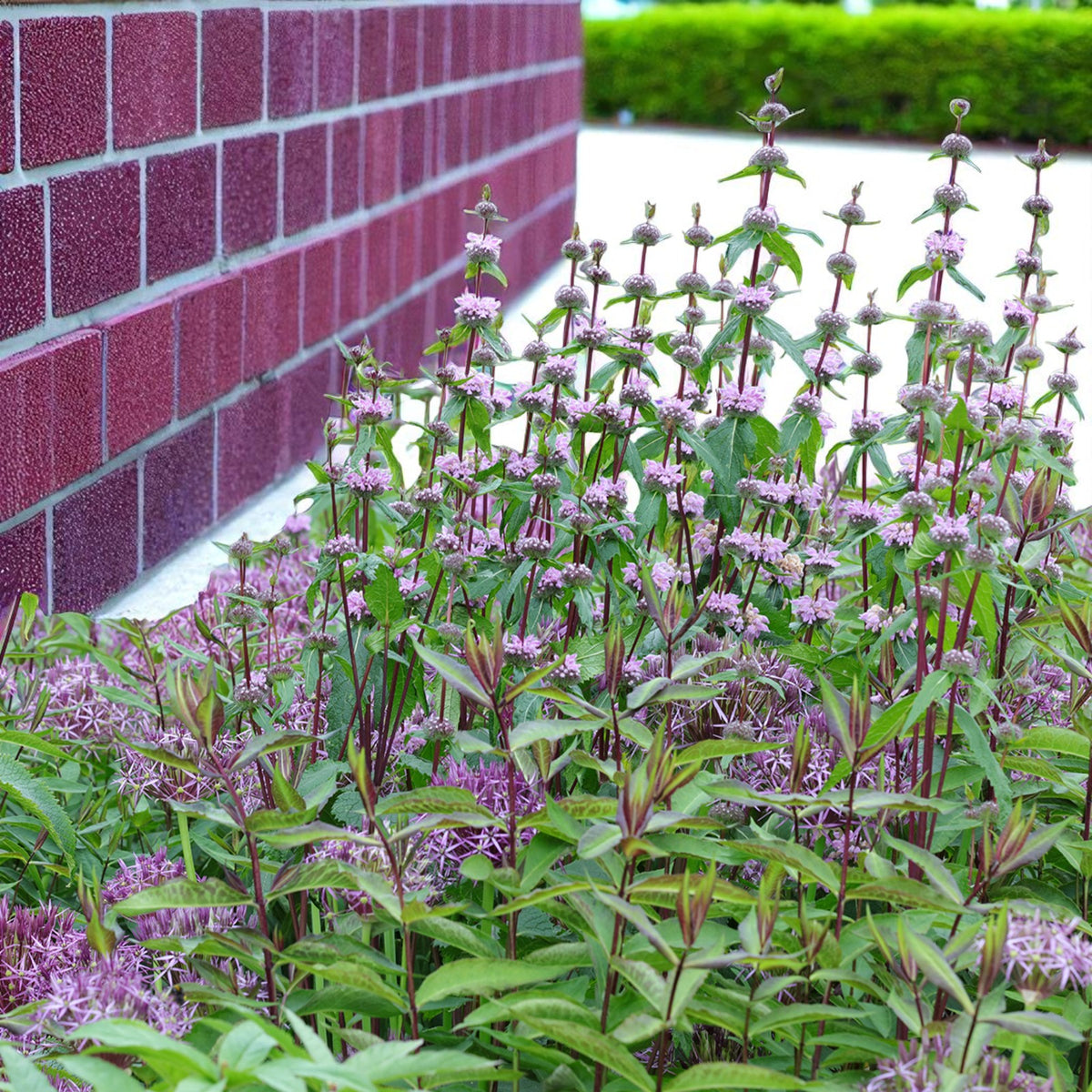 Phlomis Tuberosa Amazone Bare Root  4
