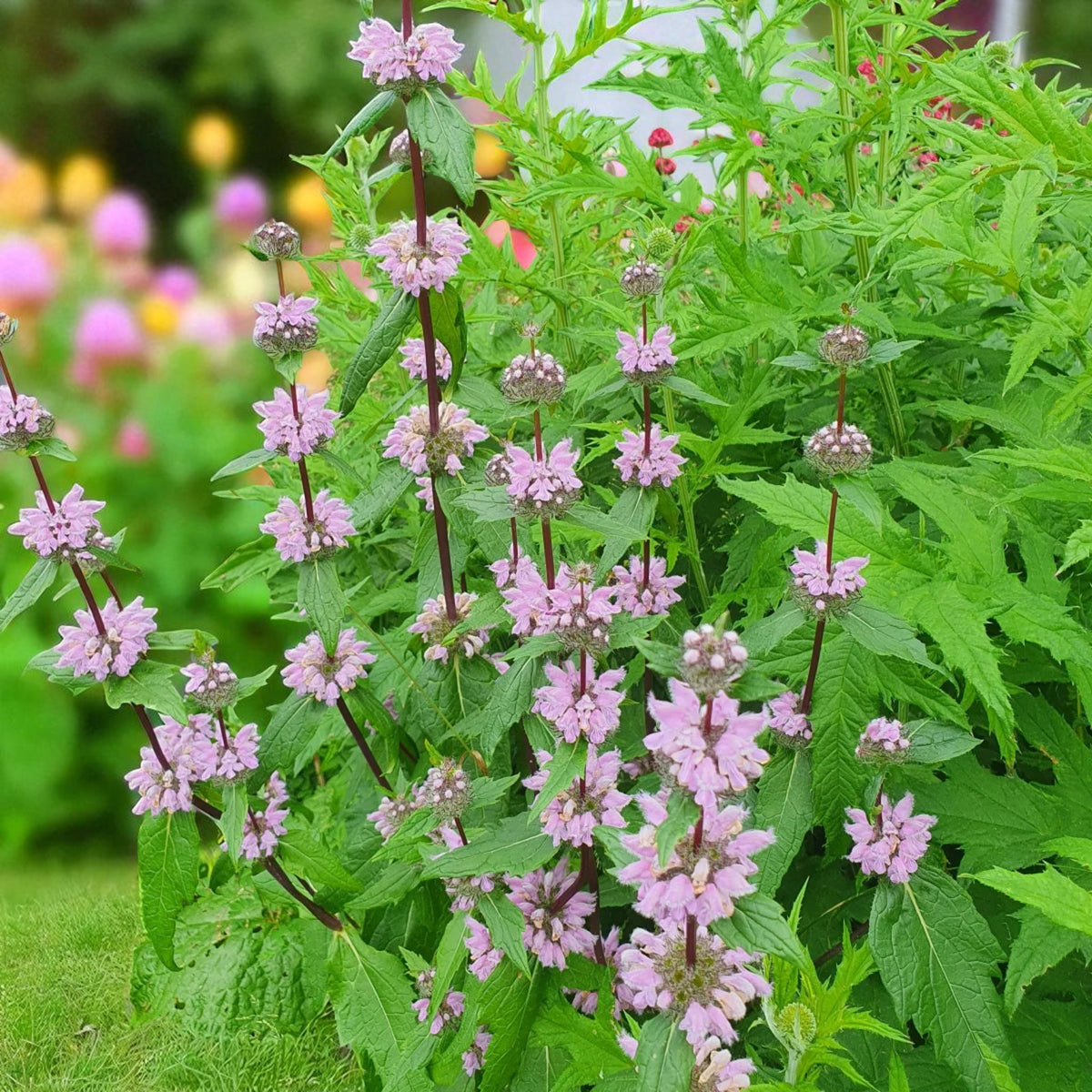 Phlomis Tuberosa Amazone Bare Root  2