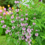 Phlomis Tuberosa Amazone Bare Root  2