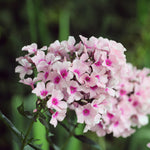 Phlox Famous White  2