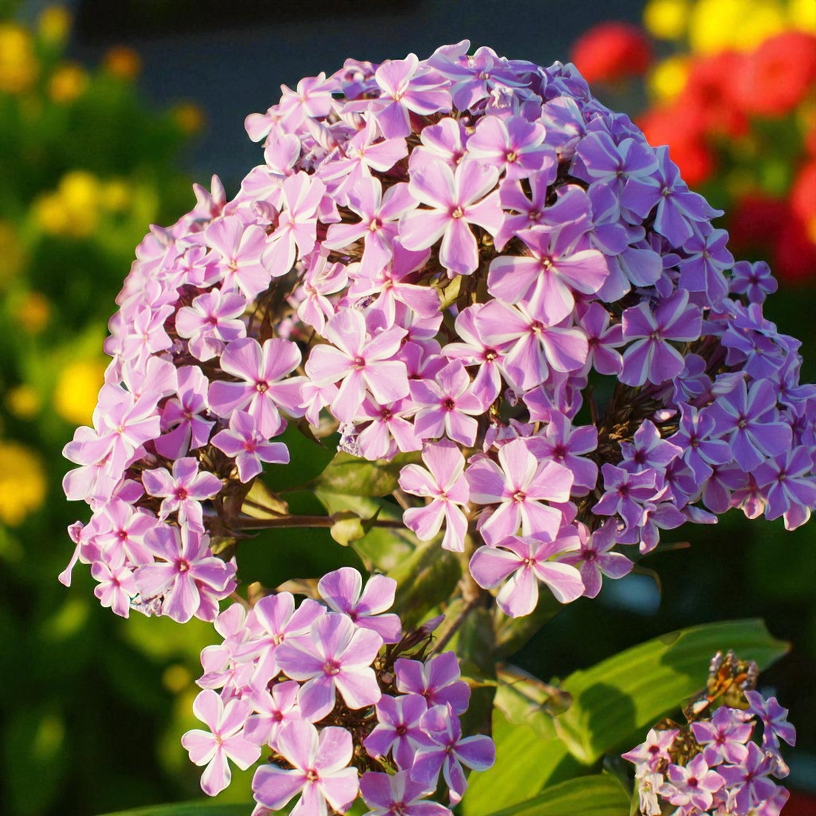 Phlox All In One Bare Root