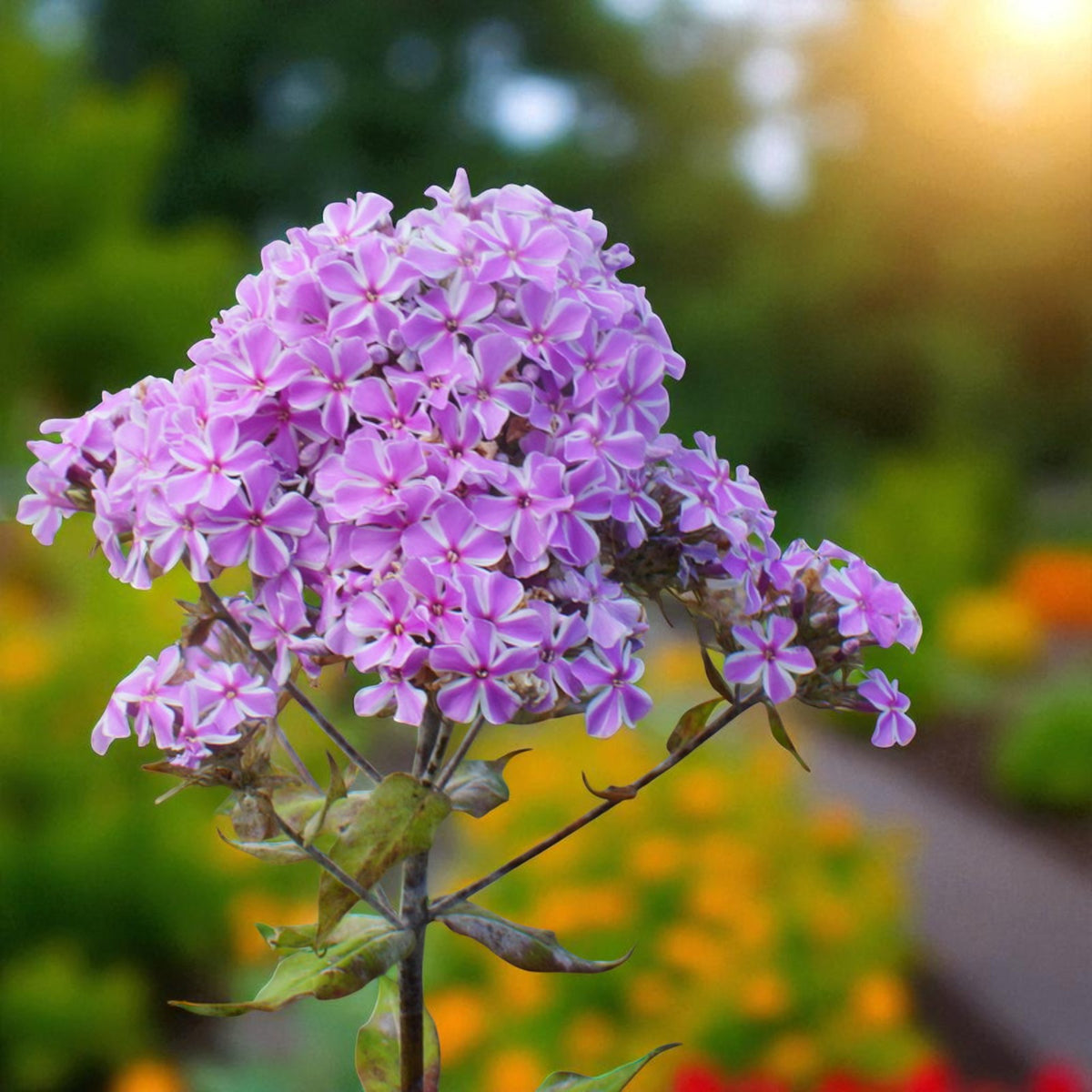 Phlox All In One Bare Root  3