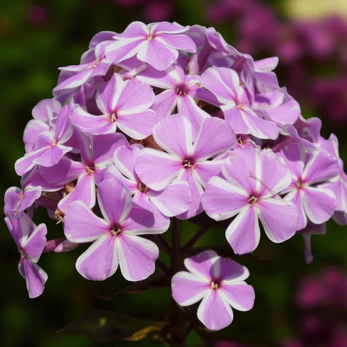 Phlox All In One Bare Root  4