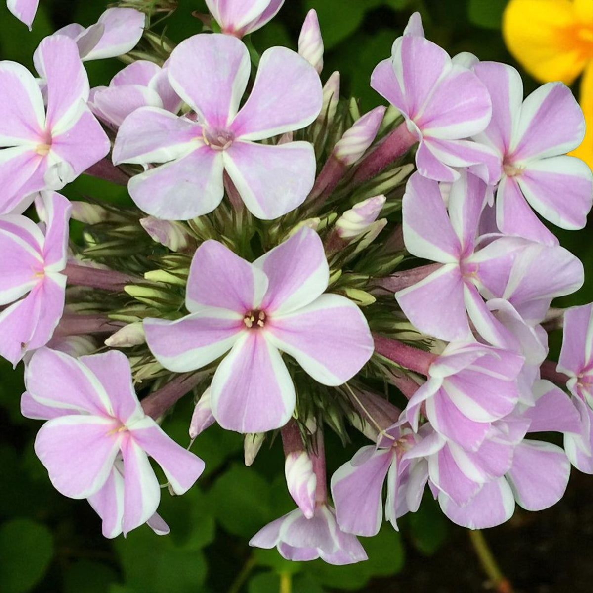 Phlox All In One Bare Root  2