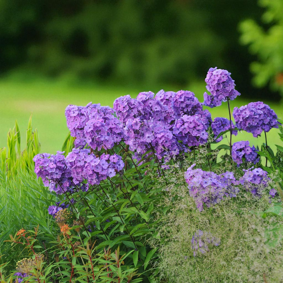 Phlox Blue Paradise Bare Root  3