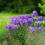 Phlox Blue Paradise Bare Root  3