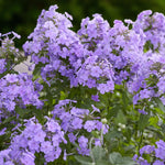 Phlox Blue Paradise Bare Root  2