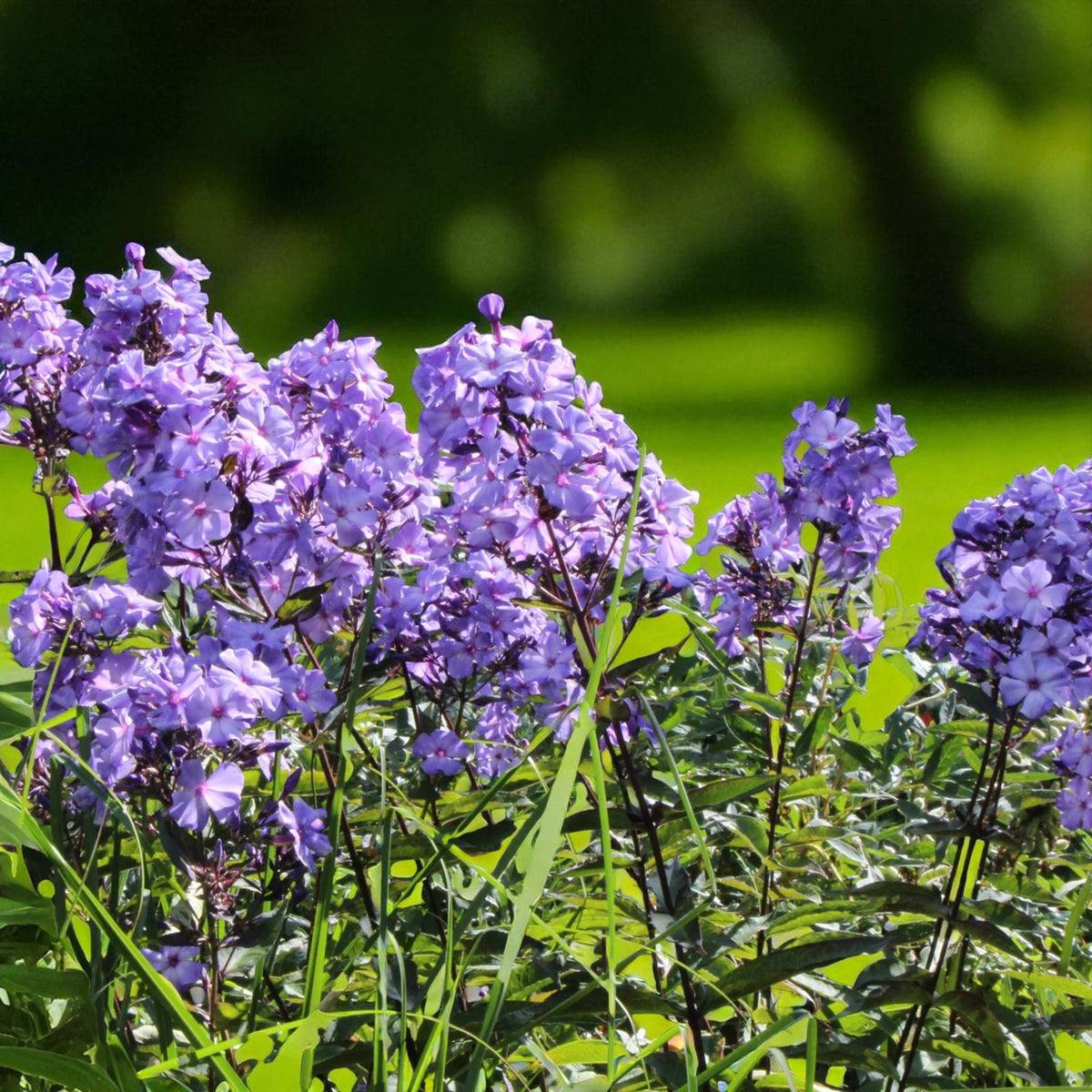 Phlox Blue Paradise Bare Root  1
