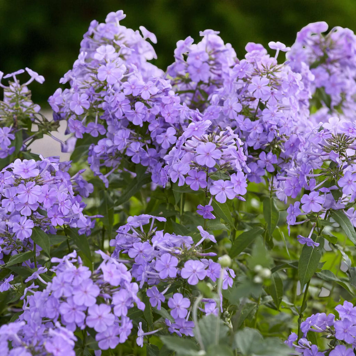 Phlox Bare Root Mix  3