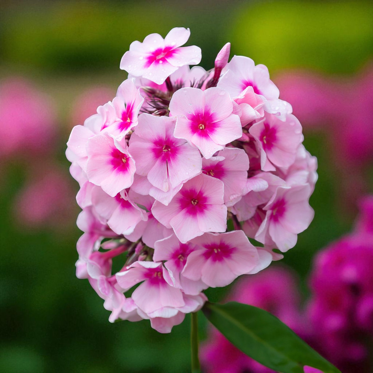 Phlox Bright Eyes Bare Root  2