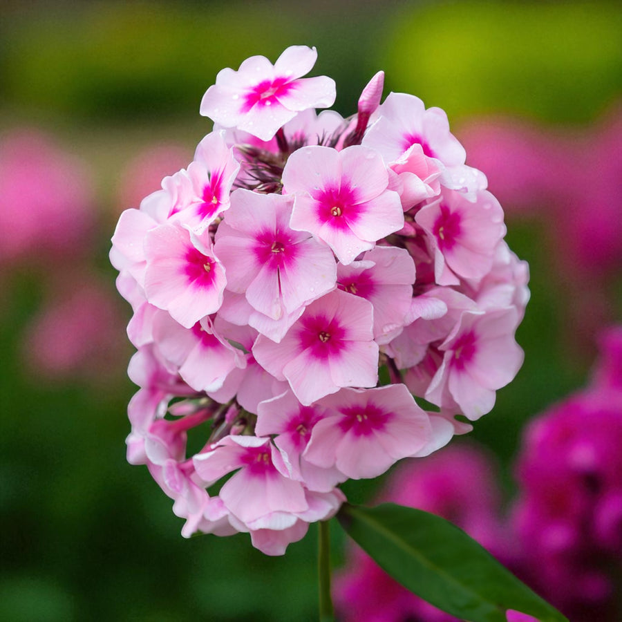 Phlox Bright Eyes Bare Root  2