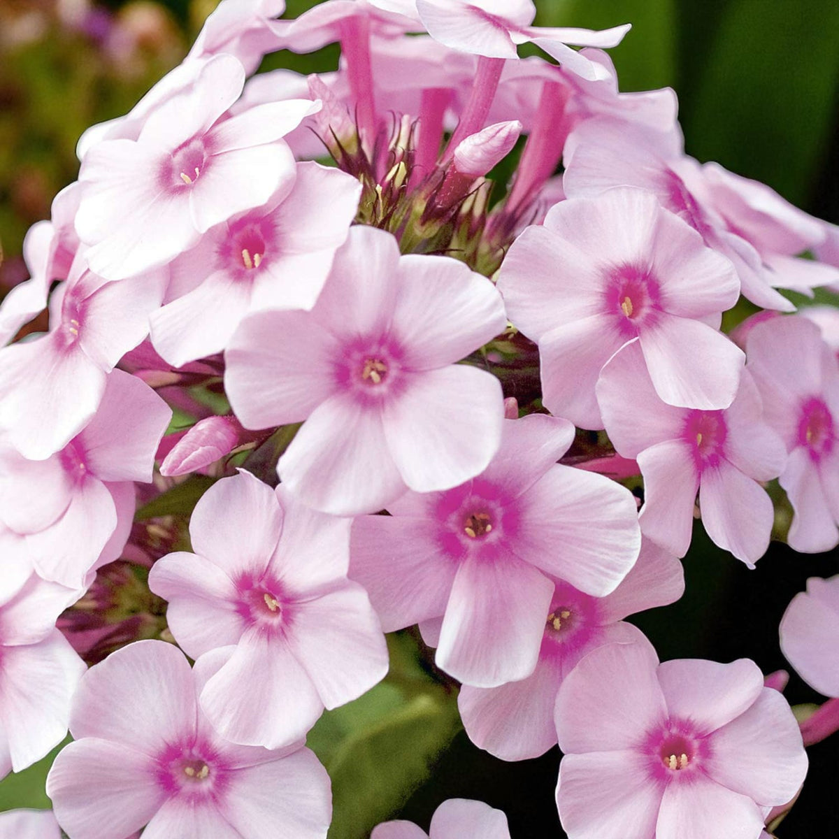 Phlox Bright Eyes Bare Root  4