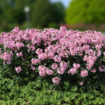 Phlox Bright Eyes Bare Root  3