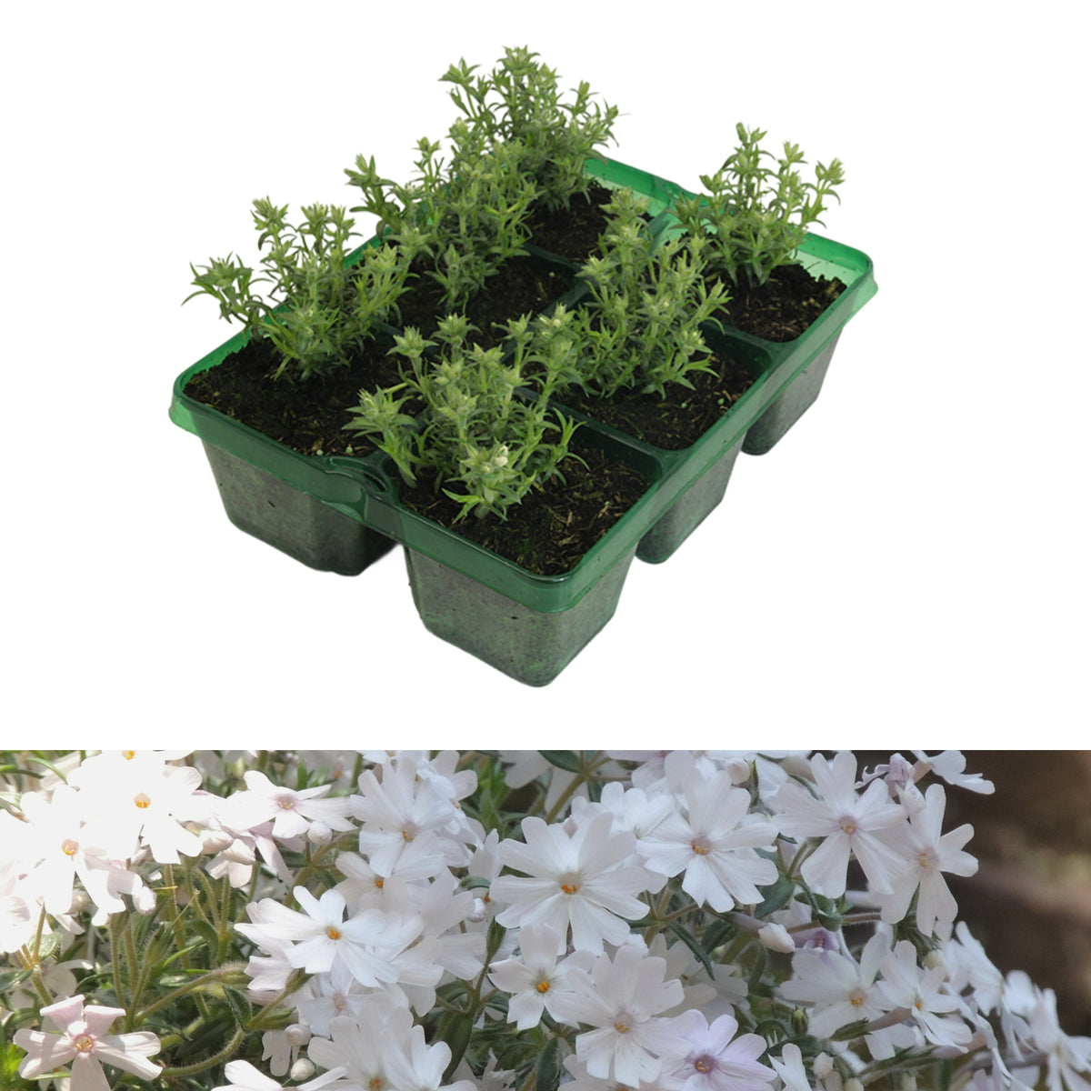 Phlox GoldiPhlox White Jumbo Plants A tray of young Creeping Phlox (Phlox subulata) seedlings is shown above a close-up of a mature Creeping Phlox plant in full bloom with numerous small white flowers. 2