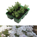 Phlox GoldiPhlox White Jumbo Plants A tray of young Creeping Phlox (Phlox subulata) seedlings is shown above a close-up of a mature Creeping Phlox plant in full bloom with numerous small white flowers. 2