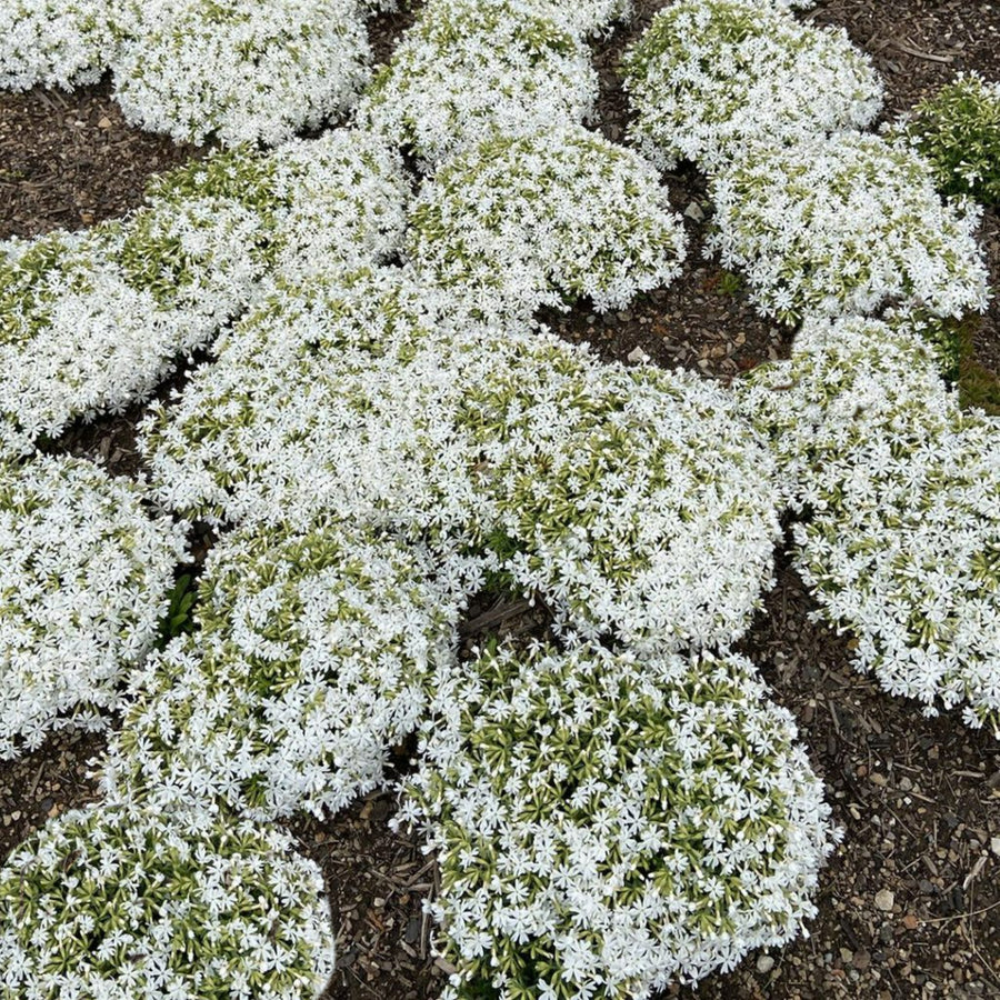 Phlox GoldiPhlox White Jumbo Plants A ground-level view of numerous clusters of small, white, star-shaped flowers densely covering low, green foliage, likely Phlox subulata (Creeping Phlox). 1