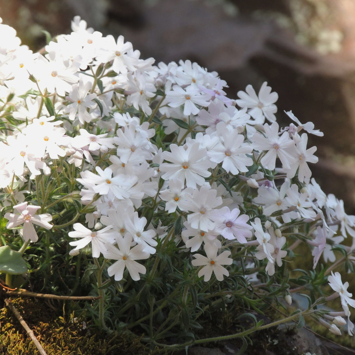 Phlox GoldiPhlox White Jumbo Plants A close-up shot shows a dense cluster of small, white, star-shaped flowers with yellow centres, likely Creeping Phlox (Phlox subulata), growing on a mossy surface.  4