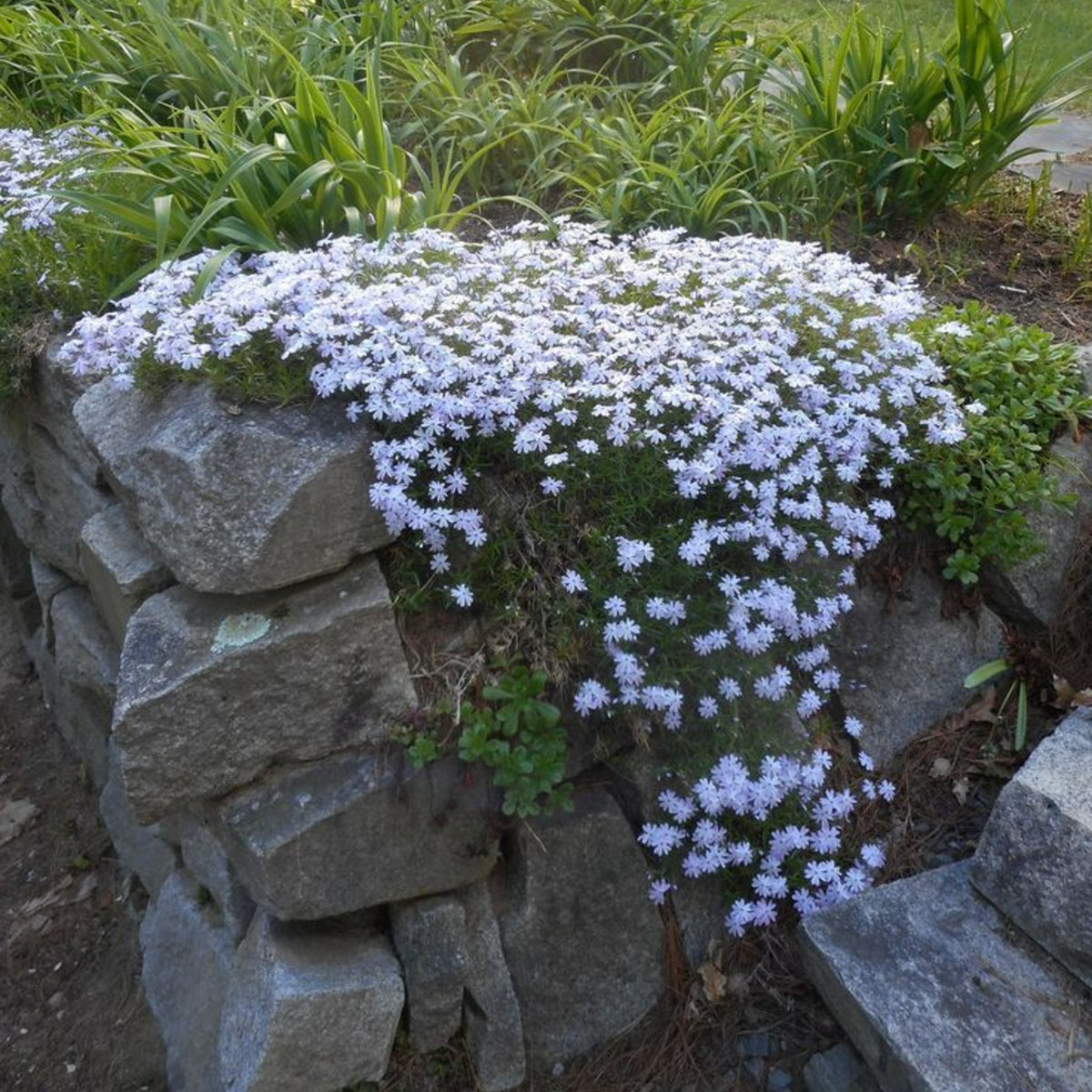 Phlox GoldiPhlox White Jumbo Plants A mat of white Creeping Phlox (Phlox subulata) cascades over a rustic stone wall in a garden. 3