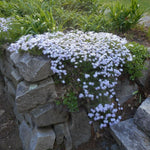Phlox GoldiPhlox White Jumbo Plants A mat of white Creeping Phlox (Phlox subulata) cascades over a rustic stone wall in a garden. 3