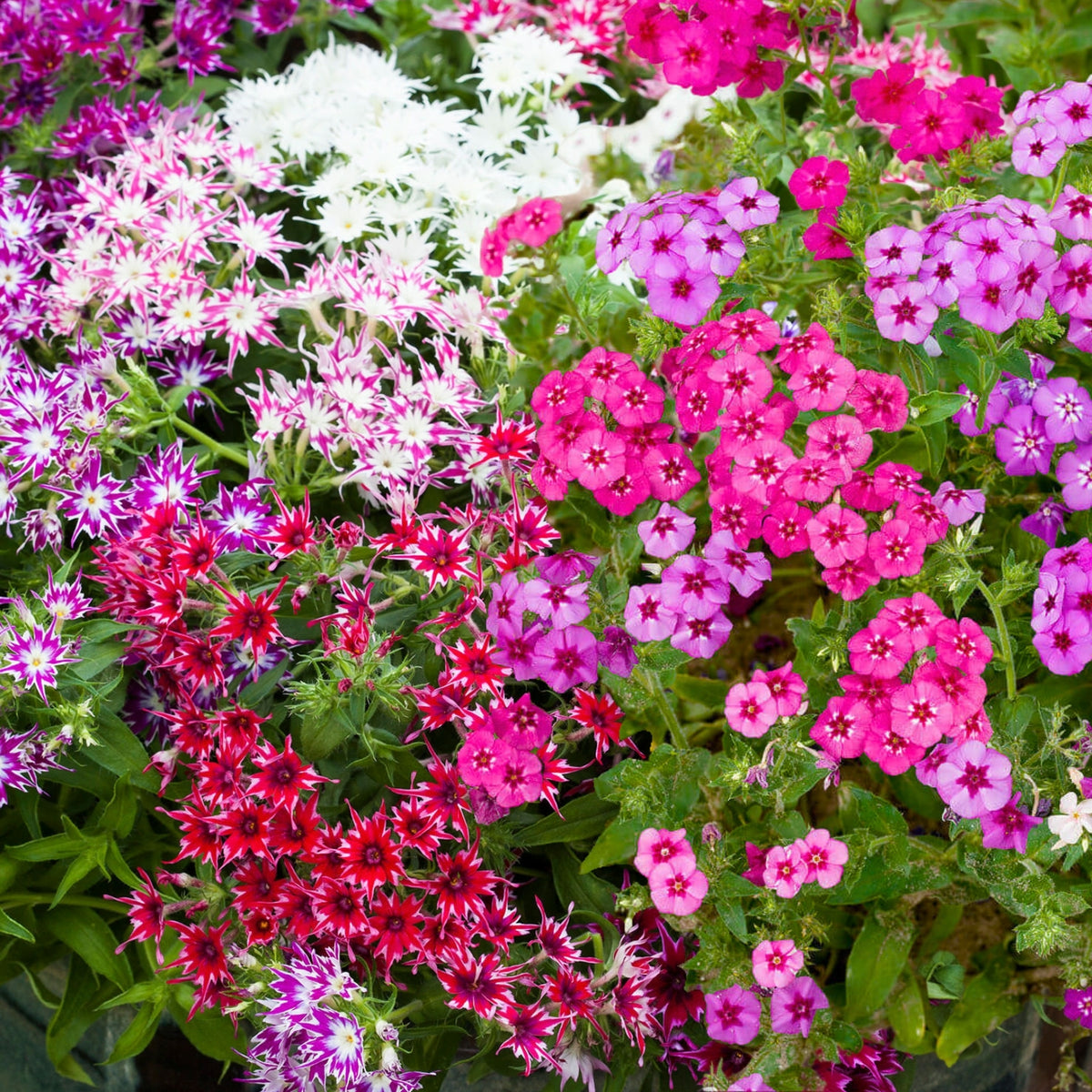 Phlox Summer Colour Collection A vibrant mix of phlox flowers in full bloom, including striking star-shaped varieties in red, purple, pink, and white, with lush green foliage beneath. 1