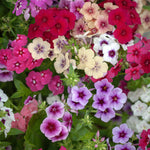 Phlox Summer Colour Collection A diverse collection of phlox blooms in pastel and bold shades of red, purple, cream, and pink, clustered closely together with green leaves peeking through. 2