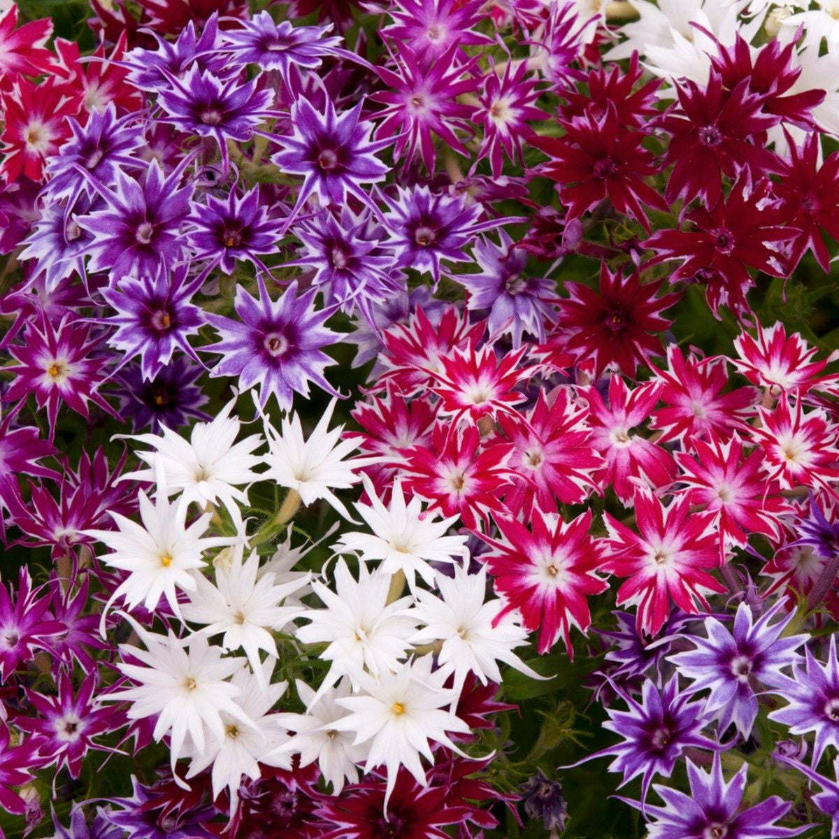 Phlox Summer Colour Collection Close-up of starburst-shaped phlox flowers in an eye-catching palette of purple, crimson, white, and pink, creating a lively summer display. 3
