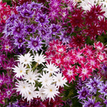 Phlox Summer Colour Collection Close-up of starburst-shaped phlox flowers in an eye-catching palette of purple, crimson, white, and pink, creating a lively summer display. 3