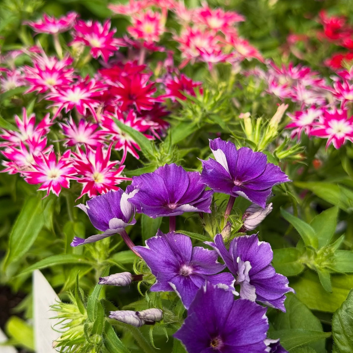 Phlox Summer Colour Collection A blooming phlox arrangement with purple, magenta, and pink star-patterned flowers, some in focus while others blur into a soft, colourful background. 4