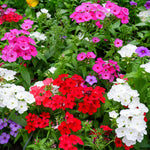 Phlox Summer Colour Collection A cottage garden-style assortment of phlox flowers in red, pink, white, and violet hues, filling the frame with cheerful summer colour and texture. 5