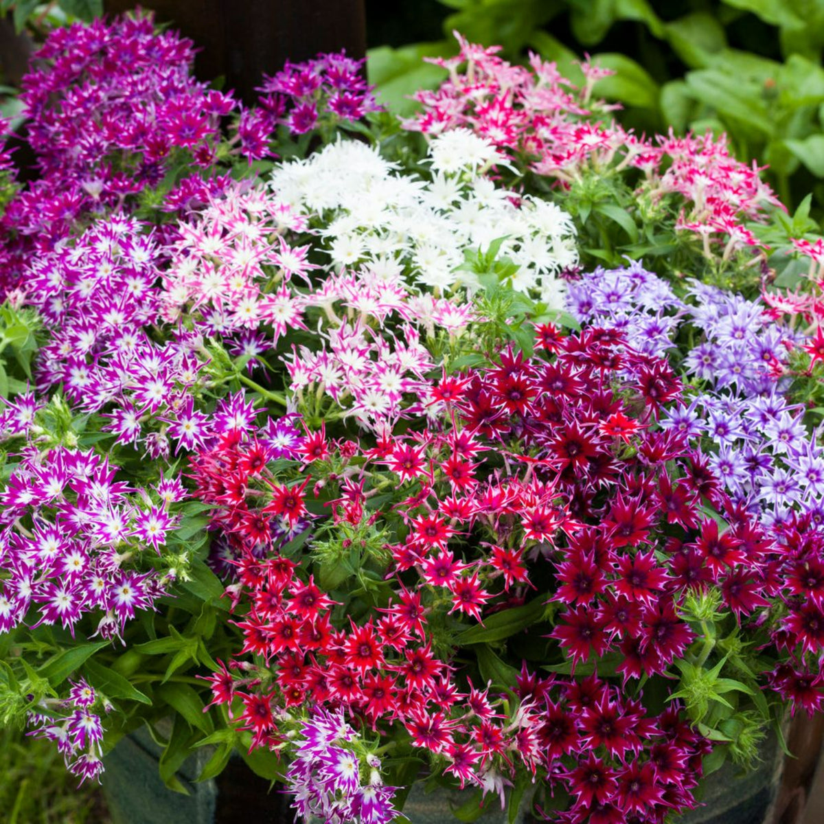 Phlox Summer Colour Collection A dense, potted display of brightly coloured phlox, with pointed star-shaped petals in red, white, pink, and violet tones overflowing from the container. 6