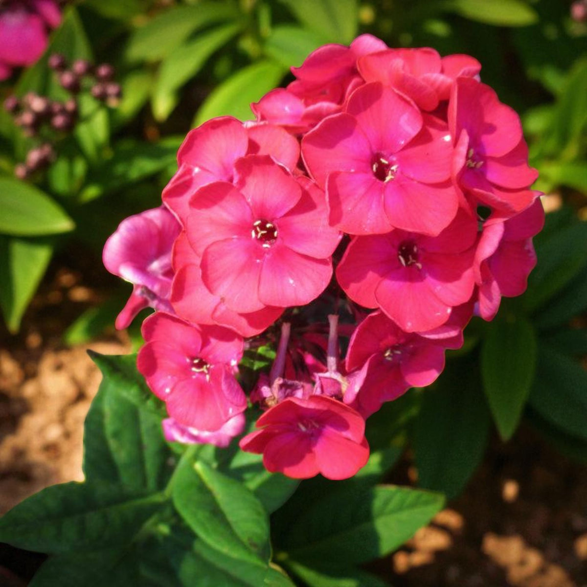 Phlox Pink Attraction Bare Root  3