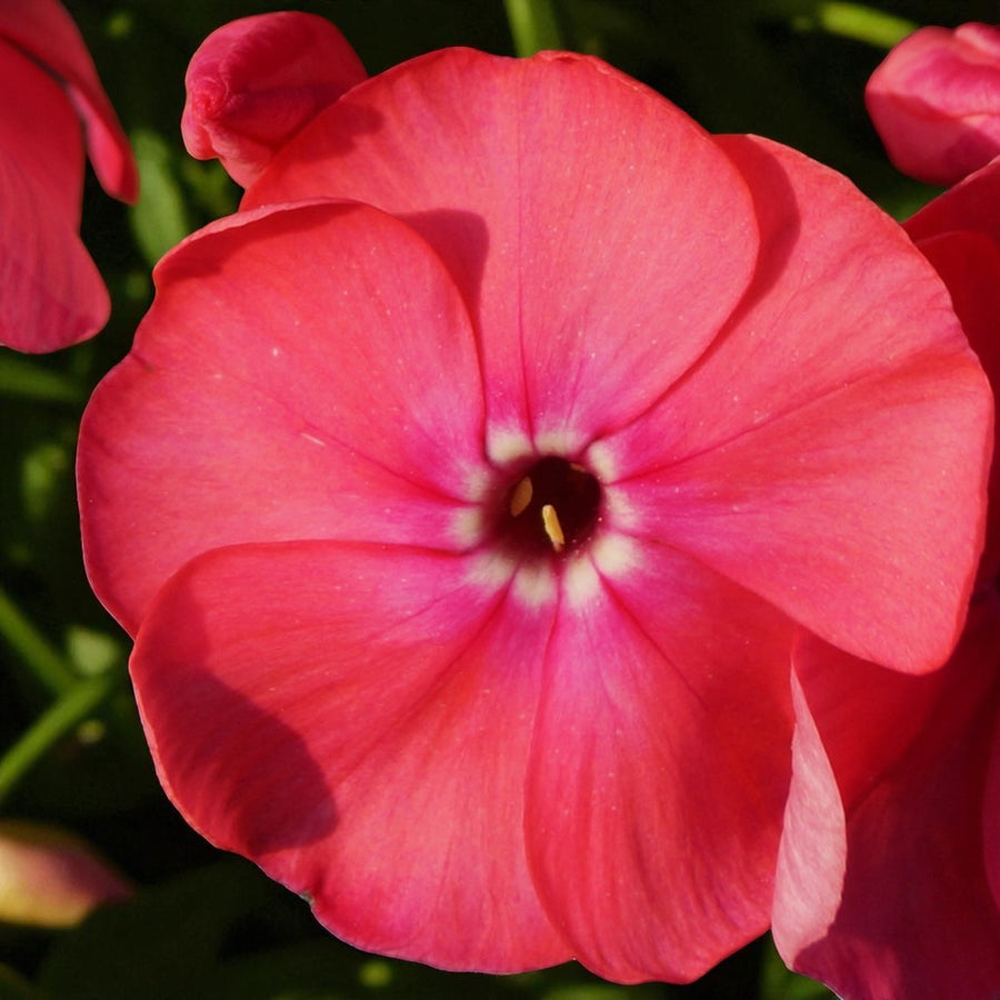 Phlox Pink Attraction Bare Root  2