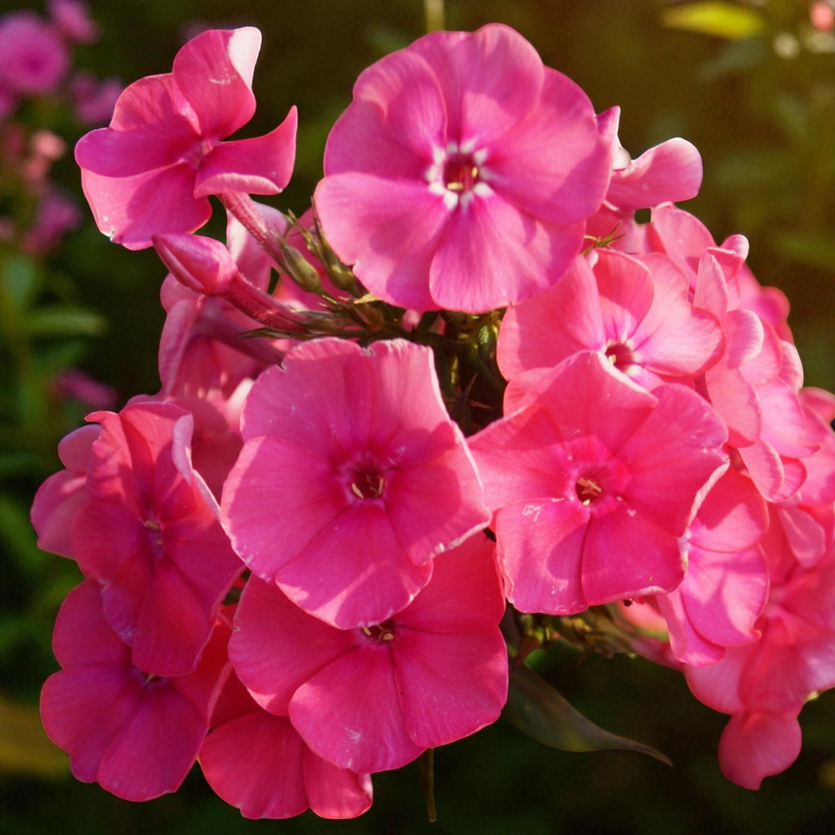 Phlox Pink Attraction Bare Root  1