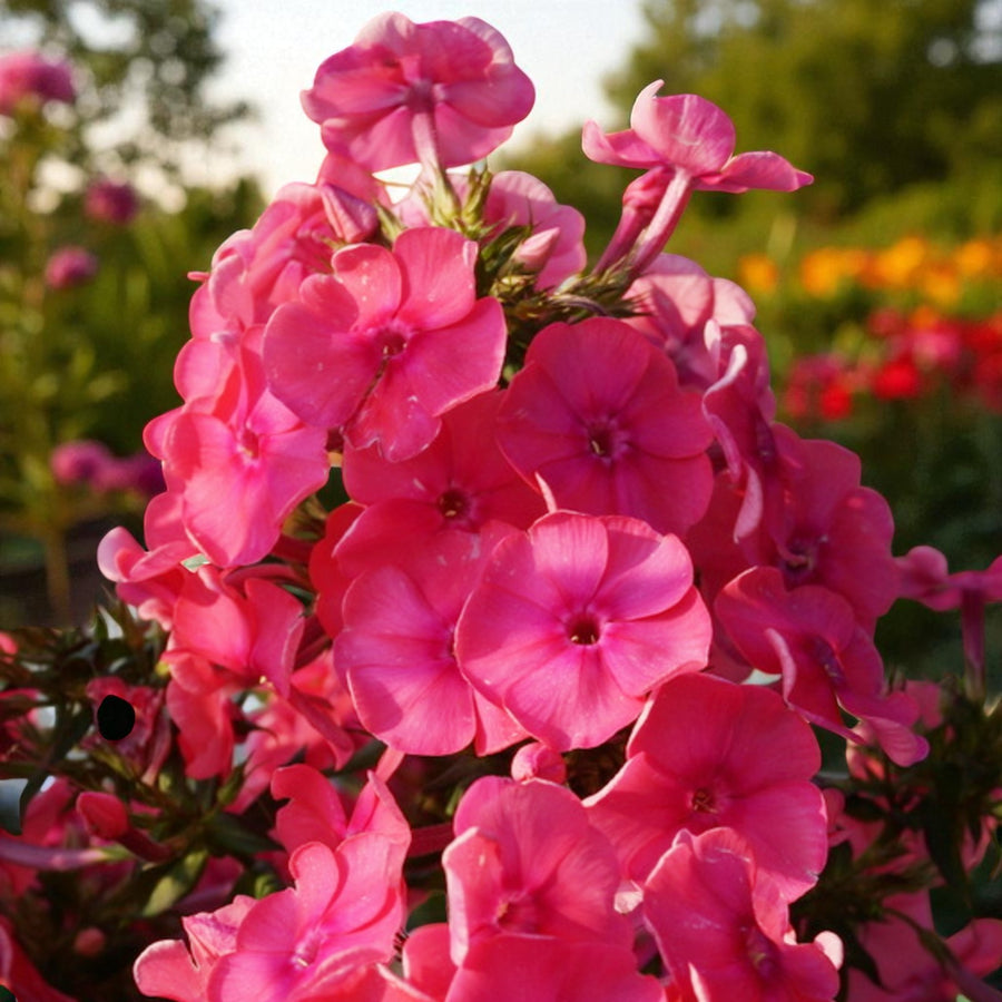 Phlox Bare Root Mix  4