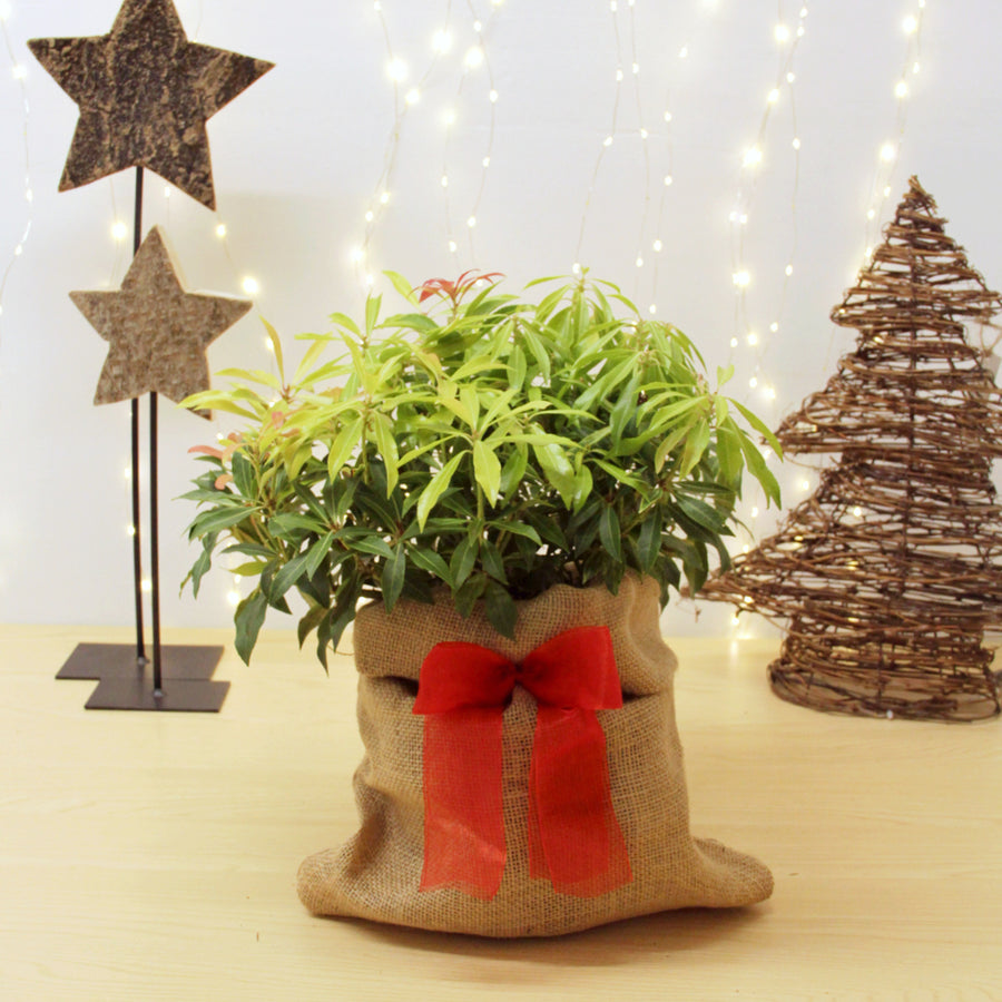 Pieris Forest Flame Plant Gift Wrapped PIERISFFGFTWRAP - pieris forest flame outdoor plant hessian gift wrap christmas-image1v2 1