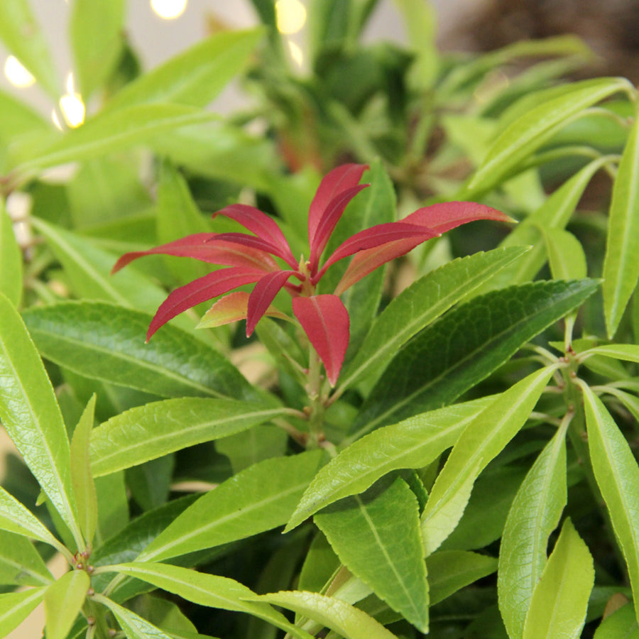 Pieris Forest Flame Plant Gift Wrapped  2