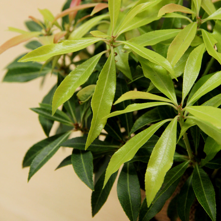 Pieris Forest Flame Plant Gift Wrapped  3