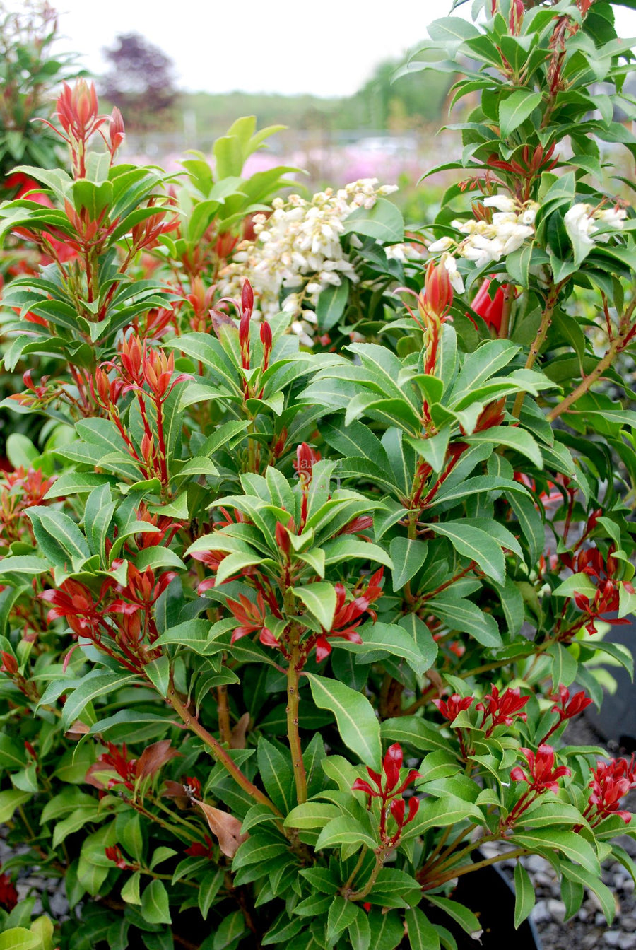Pieris Japonica - 'Mountain Fire' (2 Plants) PIJAMF-4 3