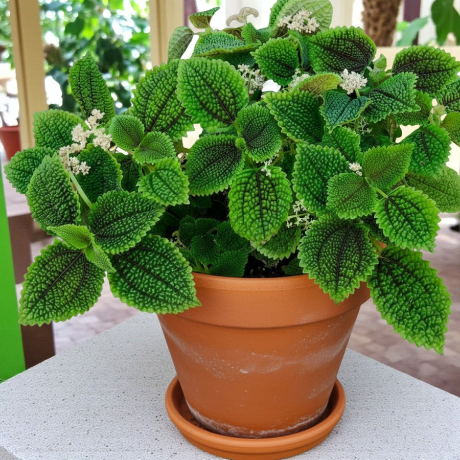 Pilea Moon Valley  3
