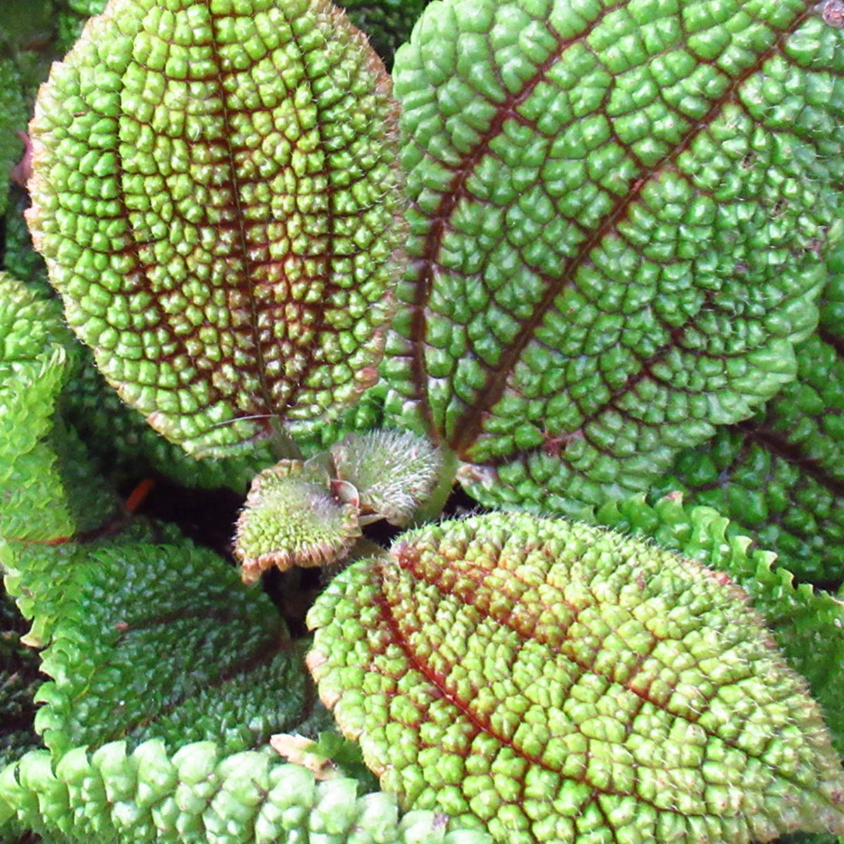 Pilea Moon Valley  4