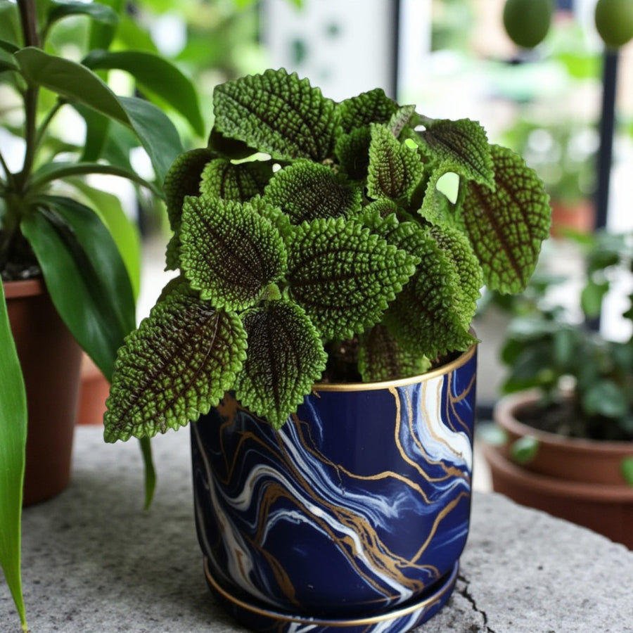 Pilea Moon Valley  1