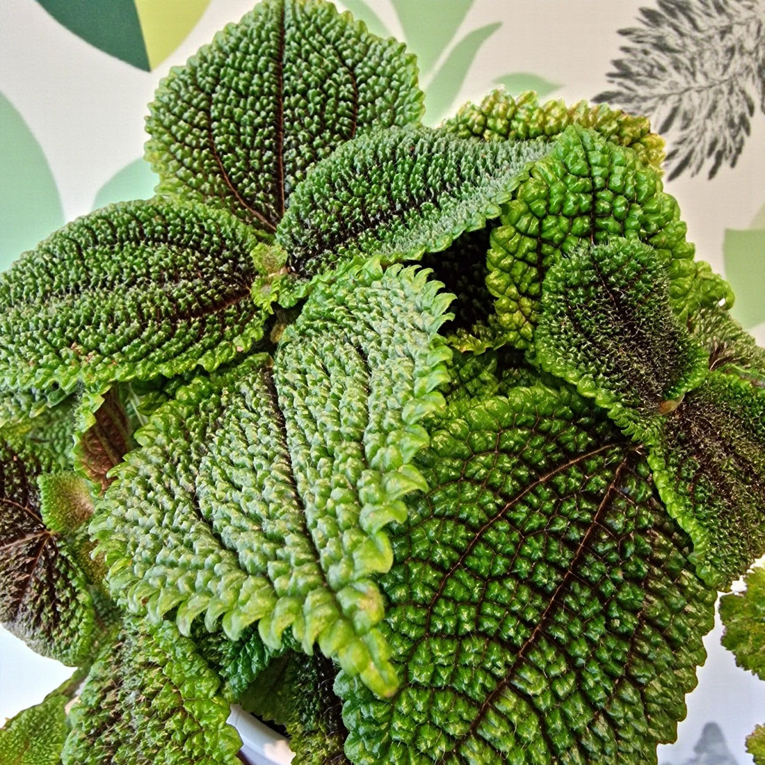 Pillea Pilea Moon Valley | Rare Houseplant